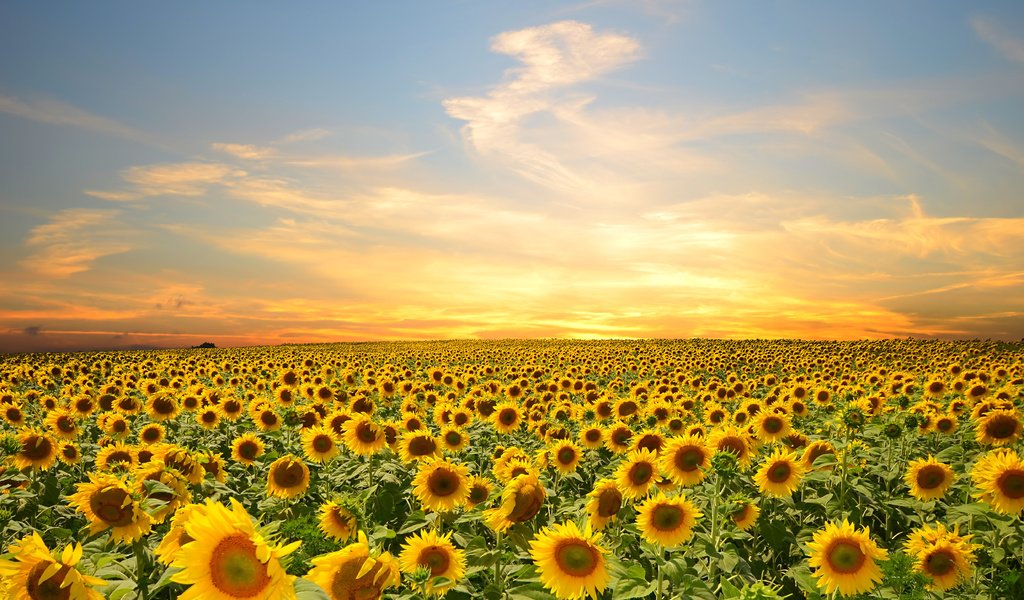 Обои небо, цветы, облака, поле, подсолнухи, the sky, flowers, clouds, field, sunflowers разрешение 4928x3264 Загрузить