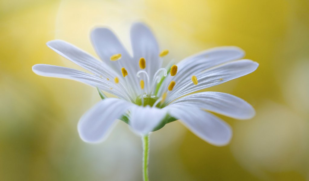 Обои цветок, лепестки, белый, тычинки, размытость, звездчатка, flower, petals, white, stamens, blur, stellaria разрешение 2048x1200 Загрузить