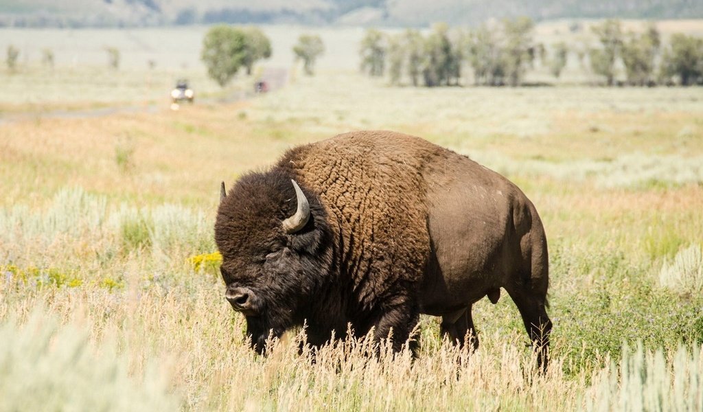 Обои природа, пейзаж, рога, бизон, plains bison, степной бизон, буффало, nature, landscape, horns, buffalo разрешение 1920x1080 Загрузить