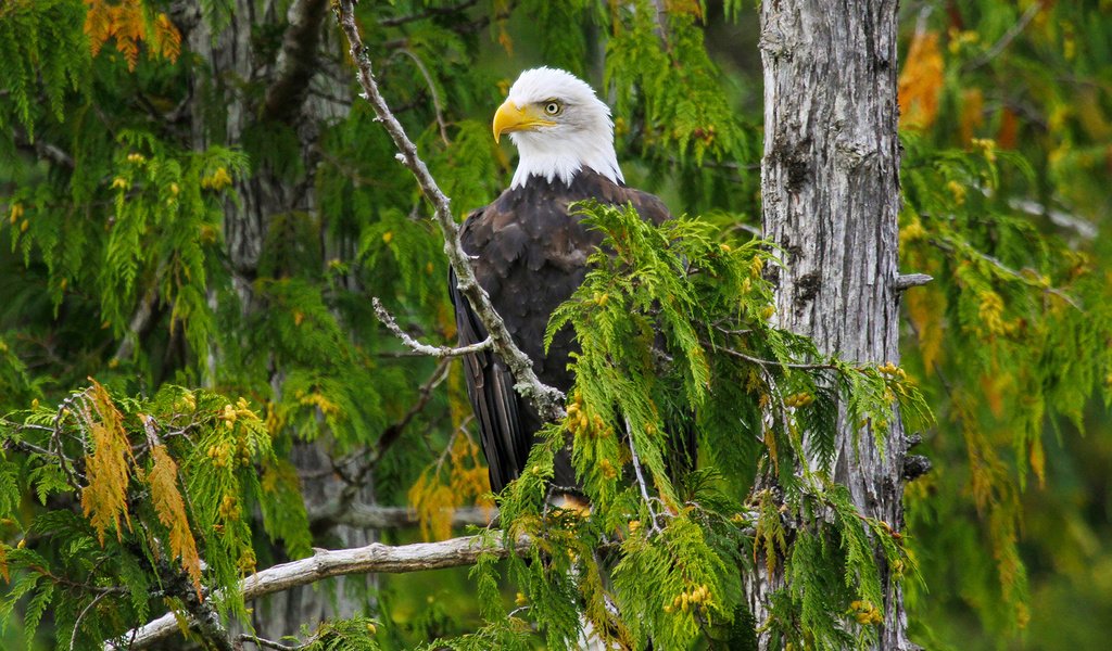 Обои дерево, лес, ветки, орел, птица, белоголовый орлан, tree, forest, branches, eagle, bird, bald eagle разрешение 1920x1200 Загрузить