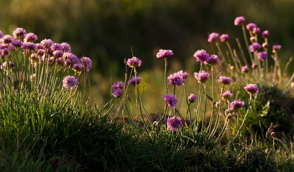 Обои цветы, трава, природа, полевые цветы, armeria, армерия, flowers, grass, nature, wildflowers, thrift разрешение 2560x1440 Загрузить