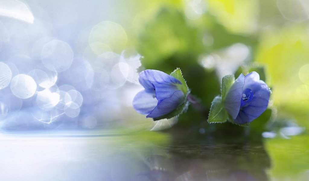 Обои цветы, макро, лепестки, синие, боке, flowers, macro, petals, blue, bokeh разрешение 2560x1440 Загрузить