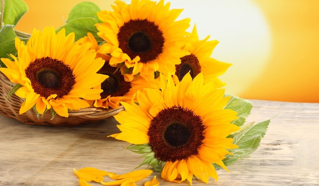 Обои цветы, лепестки, стол, корзина, подсолнухи, желтые, flowers, petals, table, basket, sunflowers, yellow разрешение 2560x1600 Загрузить