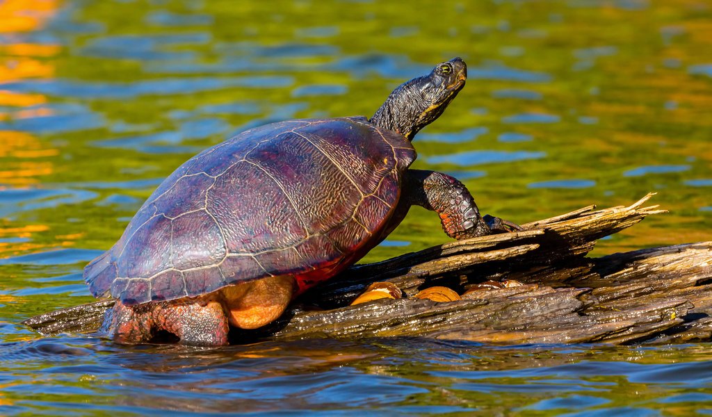Обои вода, природа, черепаха, панцирь, коряга, water, nature, turtle, shell, snag разрешение 2048x1325 Загрузить
