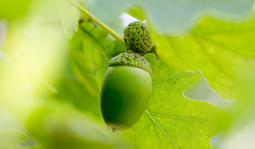 Обои листья, лето, размытость, плоды, дуб, желудь, leaves, summer, blur, fruit, oak, acorn разрешение 2560x1707 Загрузить