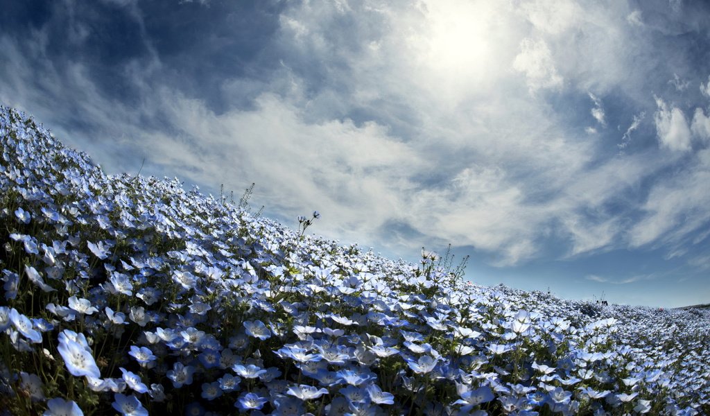 Обои небо, цветы, весна, немофила, вероника, the sky, flowers, spring, nemophila, veronica разрешение 2560x1600 Загрузить