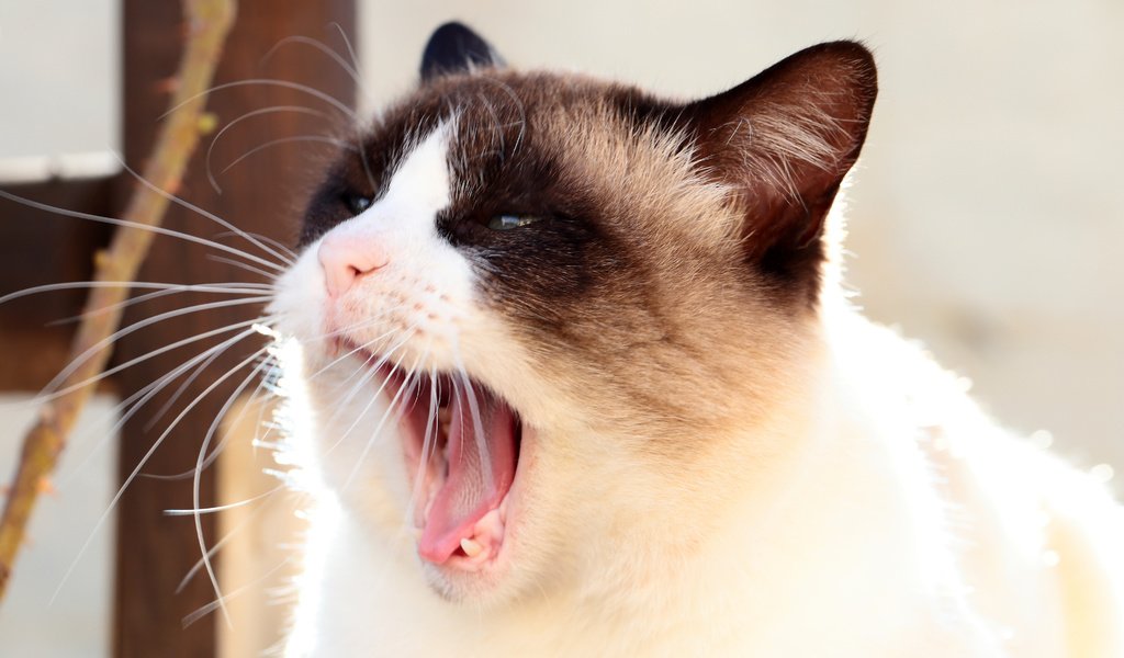 Обои фон, кот, мордочка, кошка, взгляд, зевает, сиамская, background, cat, muzzle, look, yawns, siamese разрешение 4000x2667 Загрузить