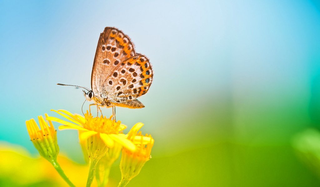 Обои цветы, природа, макро, насекомое, бабочка, крылья, flowers, nature, macro, insect, butterfly, wings разрешение 1920x1200 Загрузить