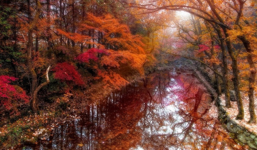 Обои деревья, река, природа, осень, trees, river, nature, autumn разрешение 1920x1200 Загрузить