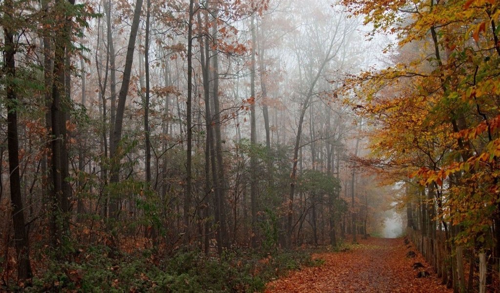 Обои дорога, деревья, лес, парк, листва, осень, аллея, road, trees, forest, park, foliage, autumn, alley разрешение 1920x1080 Загрузить