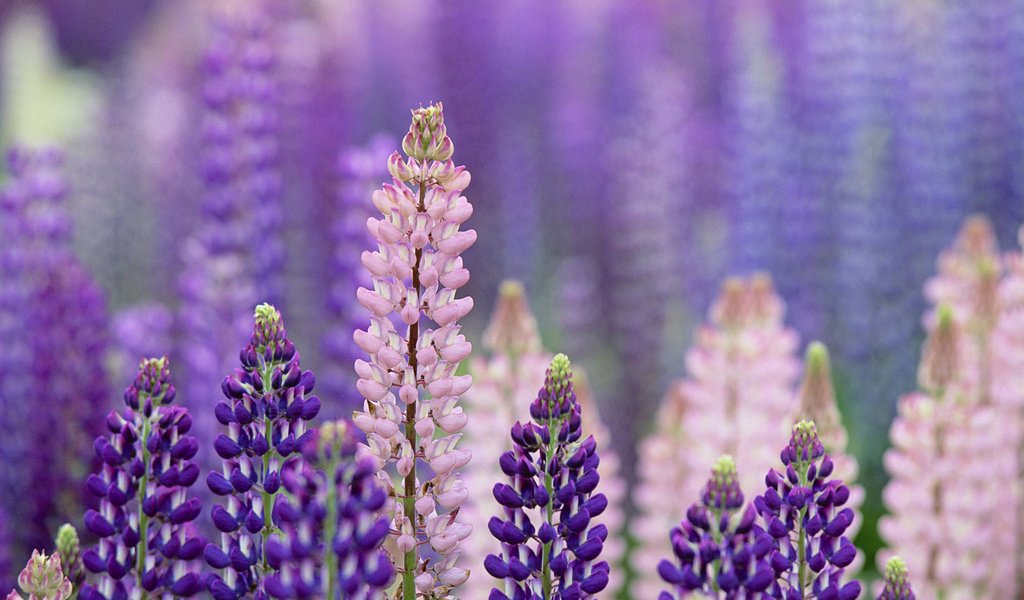 Обои цветы, макро, лето, розовые, фиолетовые, люпины, flowers, macro, summer, pink, purple, lupins разрешение 1920x1200 Загрузить