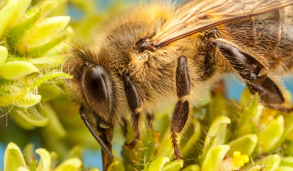 Обои цветы, насекомое, лепестки, пчела, боке, flowers, insect, petals, bee, bokeh разрешение 5000x3333 Загрузить