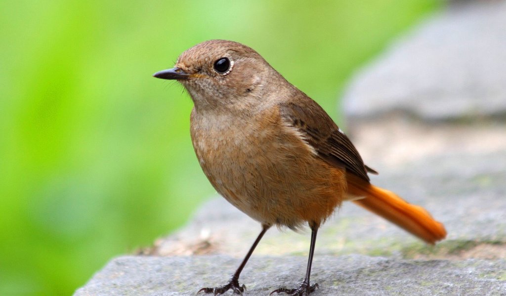 Обои зелень, макро, камень, птица, поверхность, горихвостка, greens, macro, stone, bird, surface, redstart разрешение 1920x1200 Загрузить