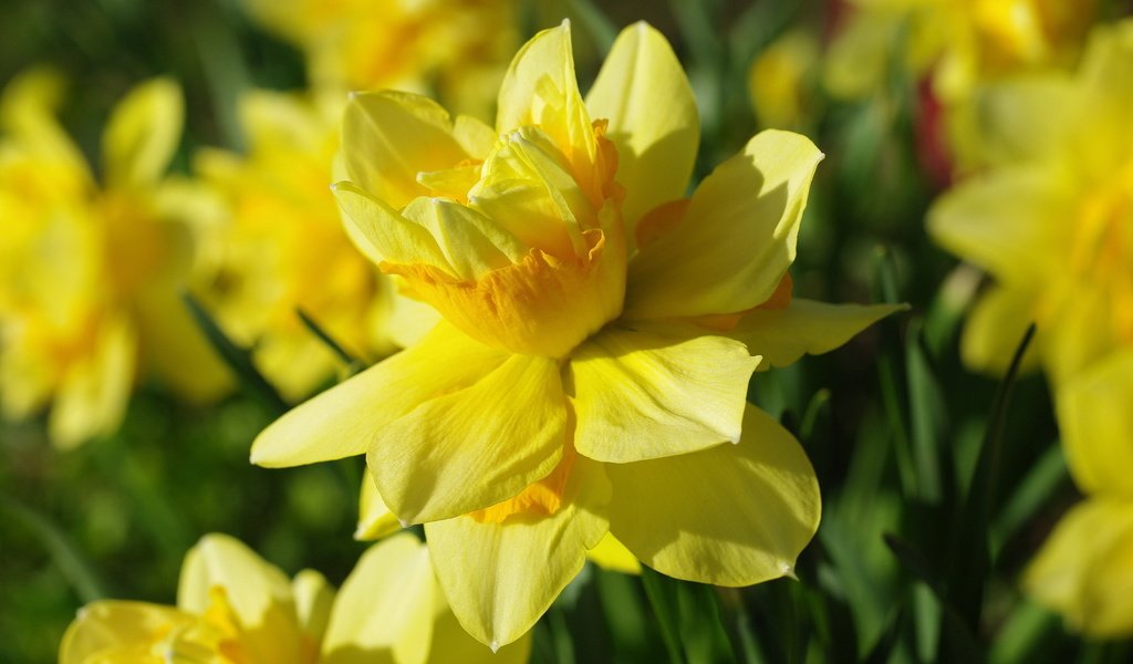 Обои цветы, желтый, макро, лепестки, нарциссы, нарцисс, flowers, yellow, macro, petals, daffodils, narcissus разрешение 2232x1484 Загрузить