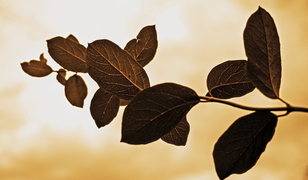 Обои ветка, природа, листья, макро, фон, прожилки, branch, nature, leaves, macro, background, veins разрешение 1920x1200 Загрузить