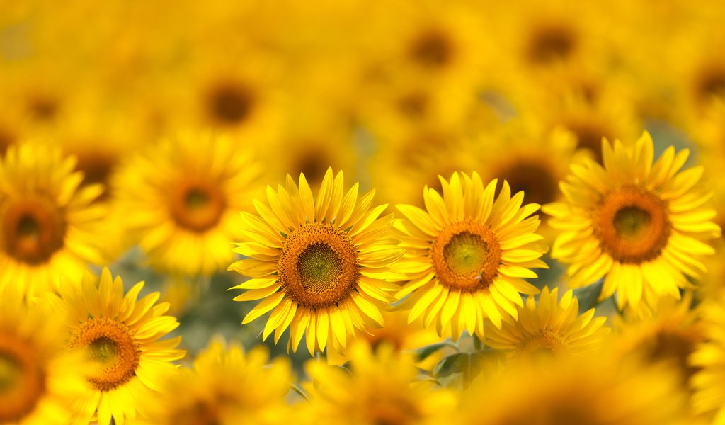 Обои цветы, поле, лепестки, размытость, подсолнухи, желтые, flowers, field, petals, blur, sunflowers, yellow разрешение 5616x3744 Загрузить