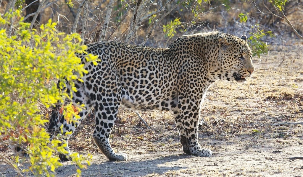 Обои леопард, африка, кустарник, дикая кошка, leopard, africa, shrub, wild cat разрешение 2048x1152 Загрузить