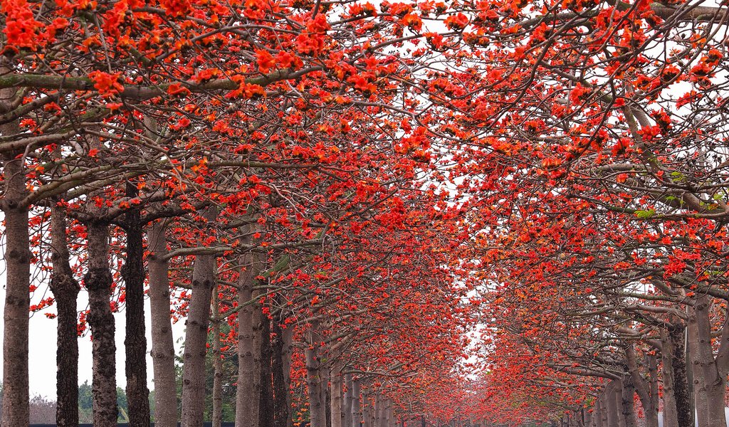 Обои деревья, природа, парк, осень, аллея, trees, nature, park, autumn, alley разрешение 2048x1362 Загрузить