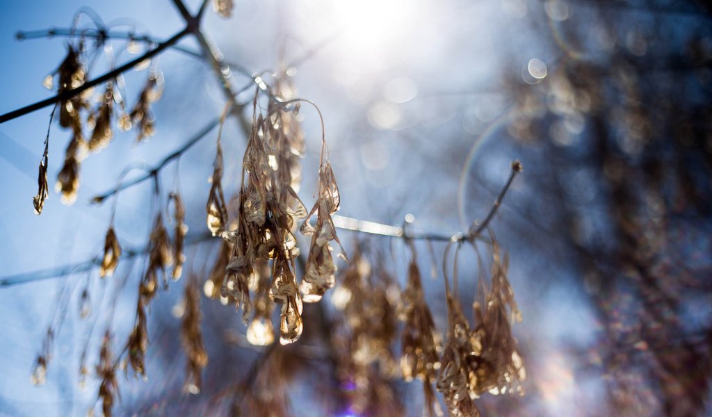 Обои небо, свет, ветка, природа, макро, размытость, the sky, light, branch, nature, macro, blur разрешение 2048x1365 Загрузить