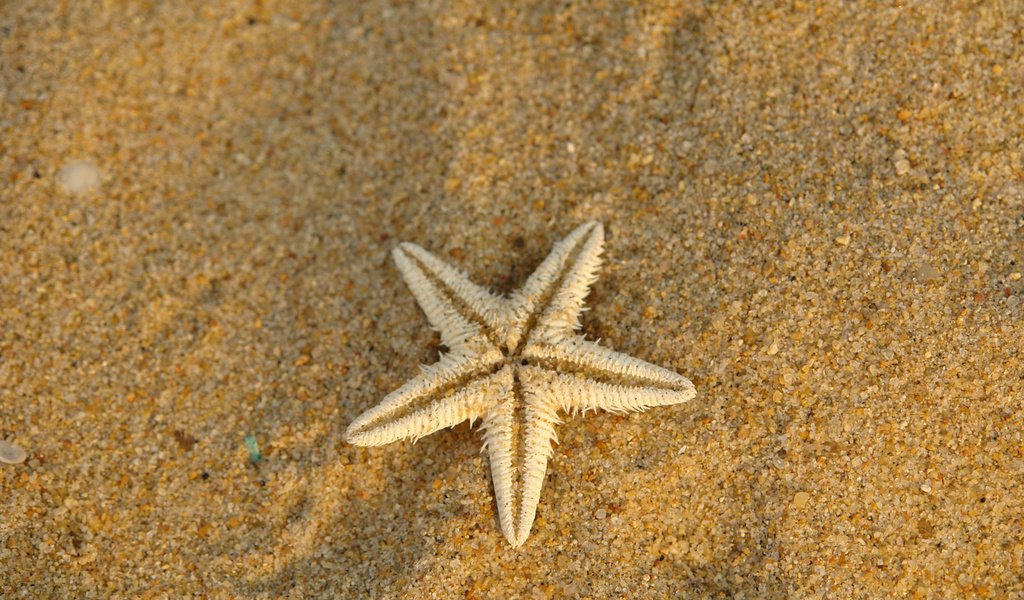 Обои макро, песок, сухая, морская звезда, подводный мир, macro, sand, dry, starfish, underwater world разрешение 1920x1200 Загрузить