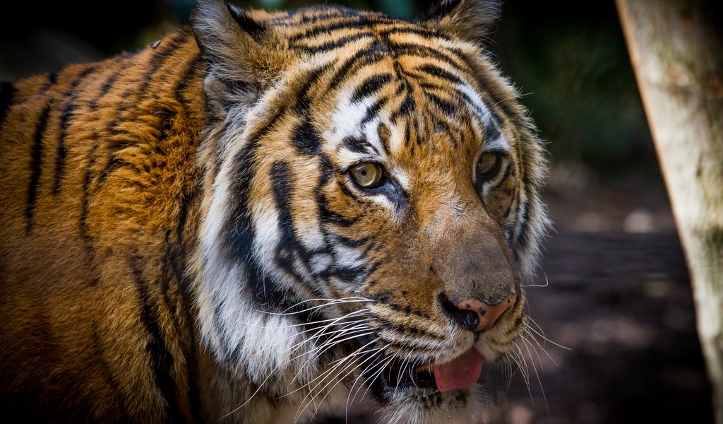Обои тигр, морда, кошка, взгляд, амурский тигр, tiger, face, cat, look, the amur tiger разрешение 3456x2304 Загрузить