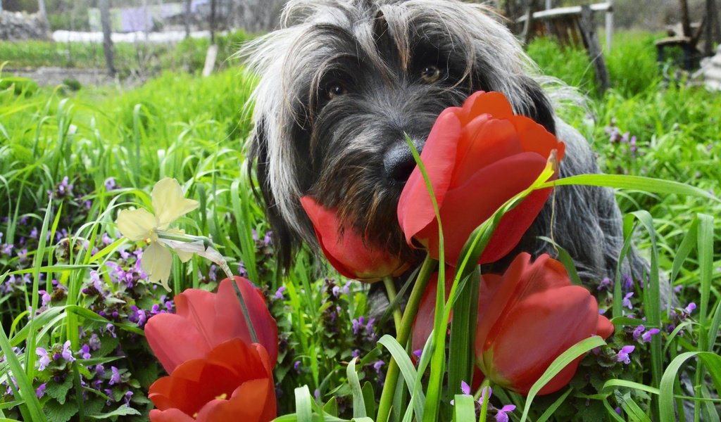 Обои цветы, трава, мордочка, взгляд, собака, весна, тюльпаны, flowers, grass, muzzle, look, dog, spring, tulips разрешение 2880x1915 Загрузить