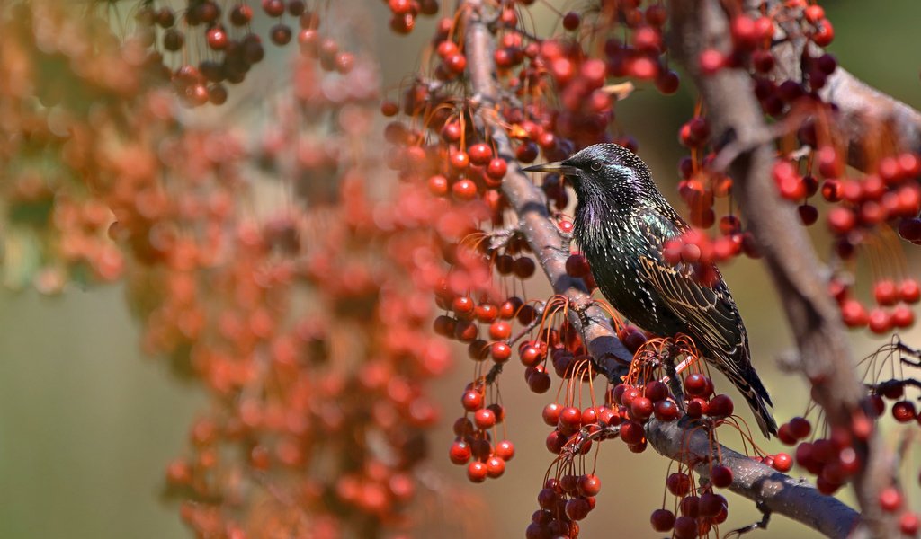 Обои природа, ветки, крылья, птица, клюв, ягоды, перья, скворец, nature, branches, wings, bird, beak, berries, feathers, starling разрешение 2048x1365 Загрузить