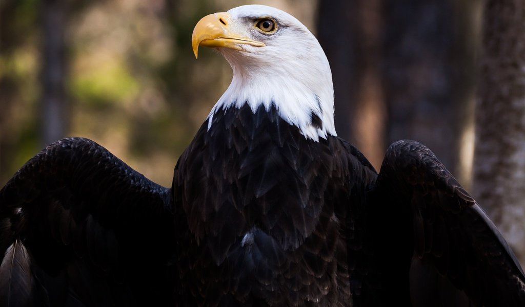 Обои крылья, орел, птица, клюв, перья, белоголовый орлан, wings, eagle, bird, beak, feathers, bald eagle разрешение 5000x3333 Загрузить