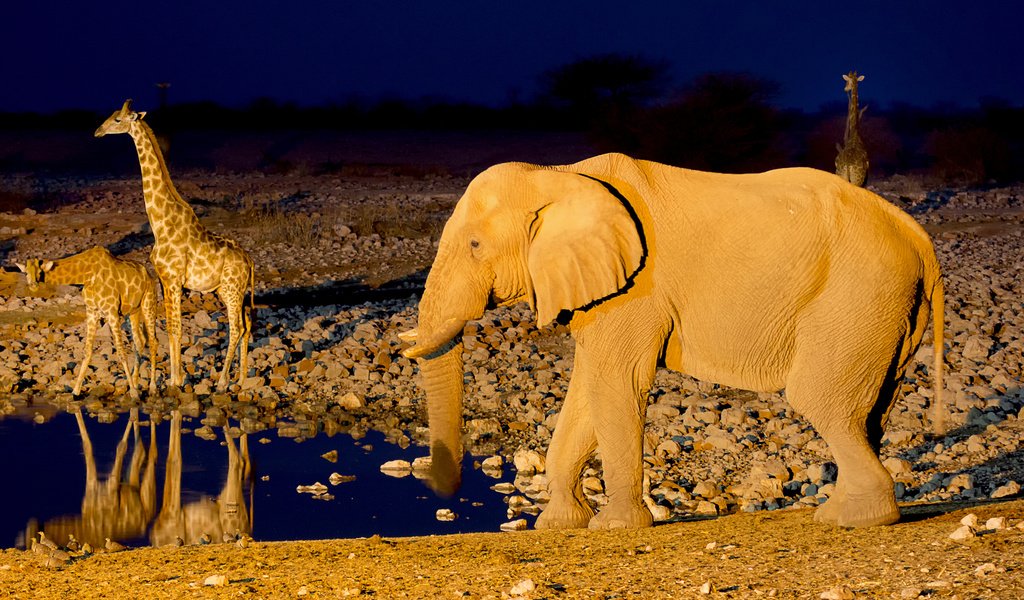 Обои слон, африка, жираф, водопой, намибия, etosha national park, elephant, africa, giraffe, drink, namibia разрешение 2048x1365 Загрузить