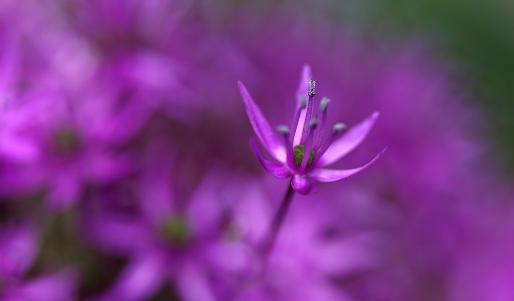 Обои цветы, макро, цветок, лепестки, сад, клумба, сиреневые, flowers, macro, flower, petals, garden, flowerbed, lilac разрешение 2000x1275 Загрузить