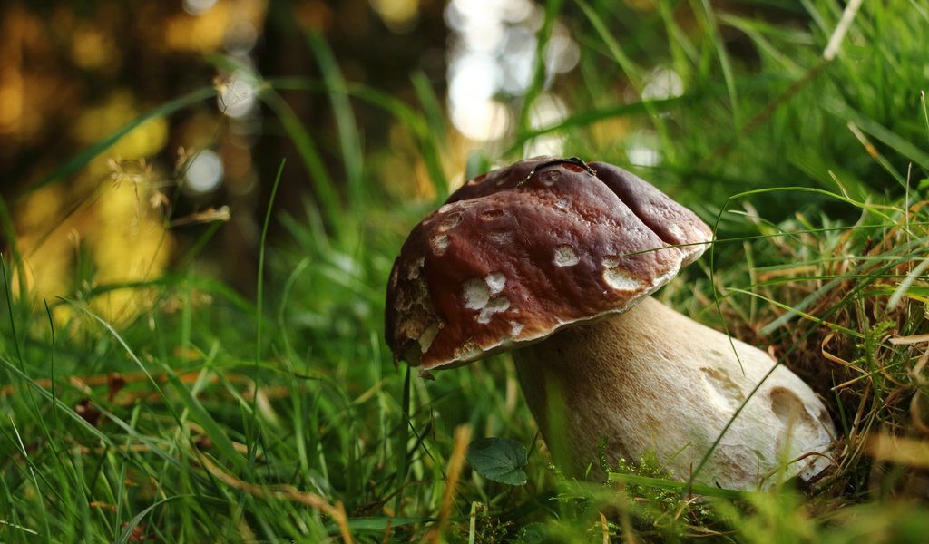 Обои трава, природа, лес, белый, гриб, grass, nature, forest, white, mushroom разрешение 2048x1365 Загрузить