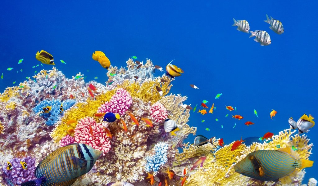 Обои море, рыбы, океан, кораллы, риф, подводный мир, sea, fish, the ocean, corals, reef, underwater world разрешение 2880x1800 Загрузить