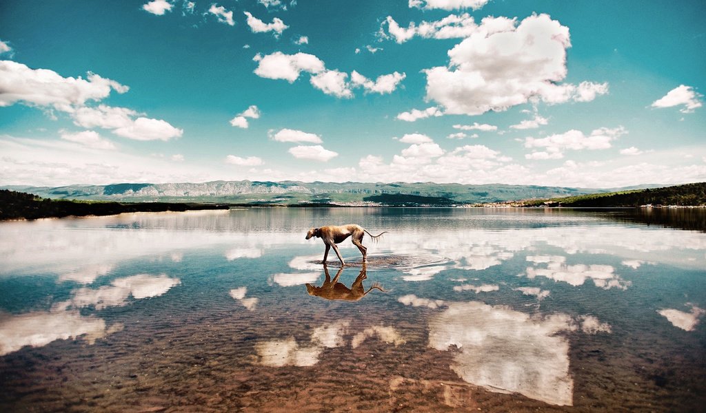 Обои небо, облака, вода, берег, собака, eugenio frasca, the sky, clouds, water, shore, dog разрешение 2048x1351 Загрузить