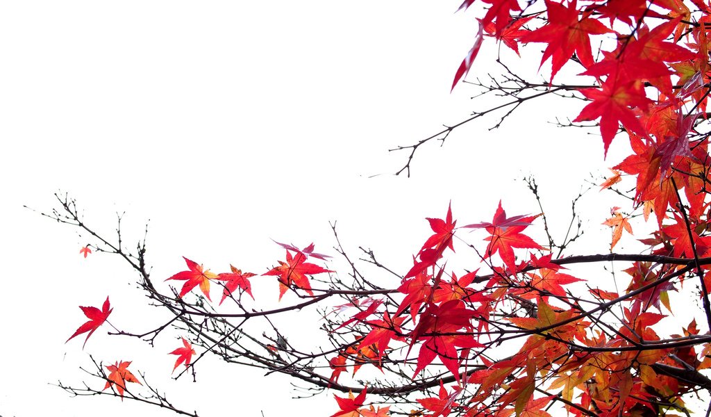 Обои природа, листья, ветки, осень, белый фон, клен, багрянец, nature, leaves, branches, autumn, white background, maple, the crimson разрешение 2048x1365 Загрузить