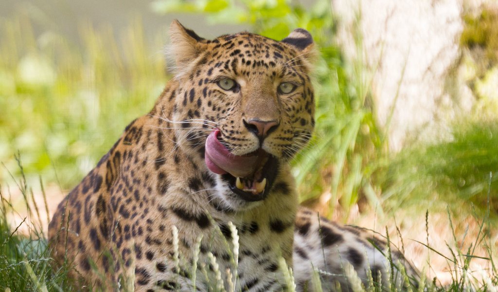 Обои трава, кошка, леопард, язык, амурский, grass, cat, leopard, language, amur разрешение 3000x2000 Загрузить