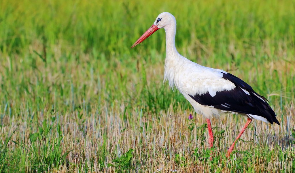 Обои природа, птица, аист, nature, bird, stork разрешение 2560x1707 Загрузить