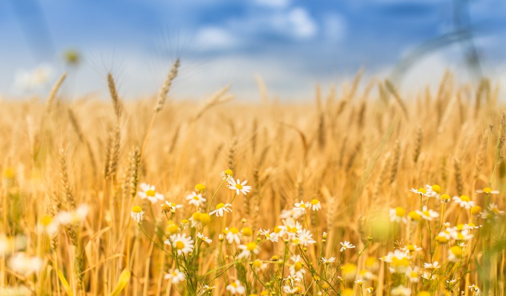 Обои небо, цветы, природа, поле, лето, колосья, пшеница, ромашки, the sky, flowers, nature, field, summer, ears, wheat, chamomile разрешение 5472x3648 Загрузить