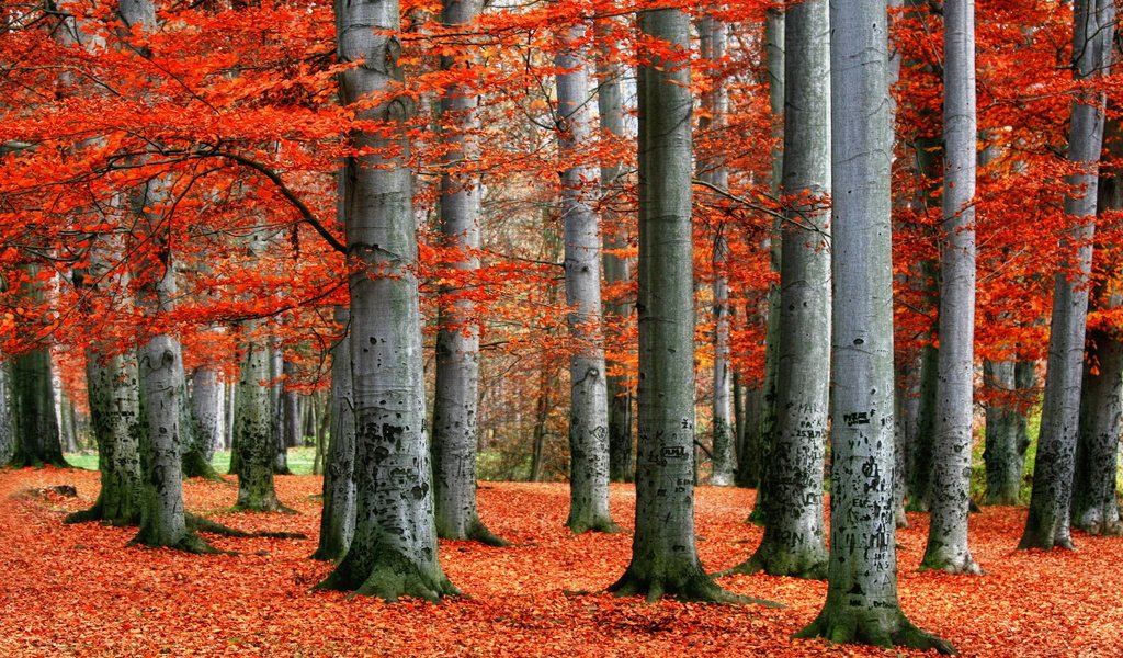Обои деревья, лес, листья, пейзаж, осень, красные, trees, forest, leaves, landscape, autumn, red разрешение 2560x1600 Загрузить