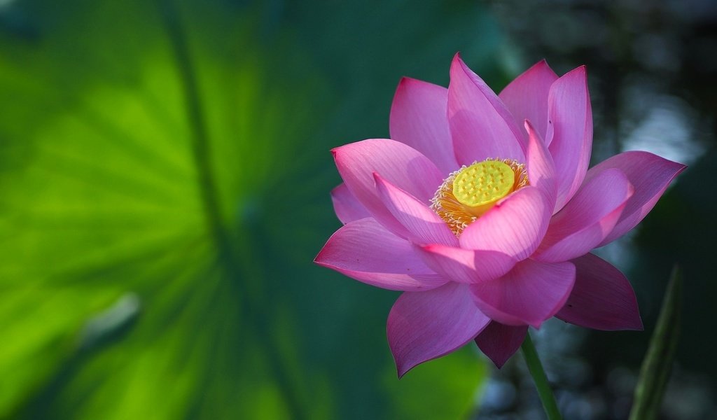 Обои лотос, розовый, lotus, pink разрешение 1920x1200 Загрузить