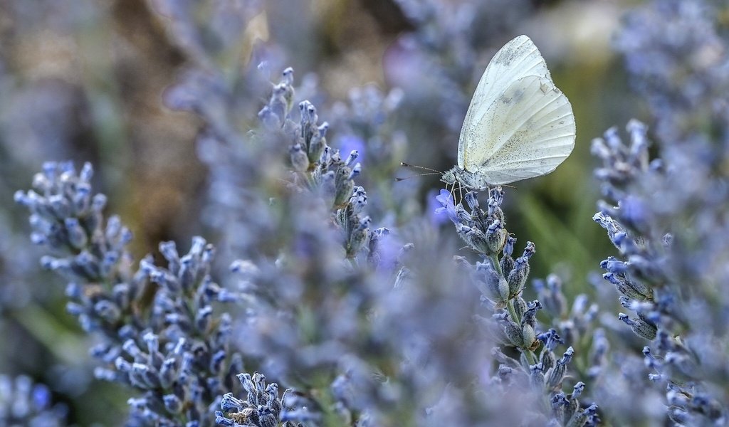 Обои цветы, макро, лаванда, бабочка, flowers, macro, lavender, butterfly разрешение 2048x1356 Загрузить