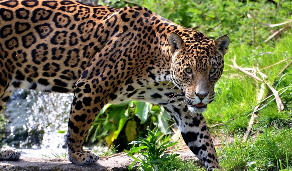 Обои трава, хищник, большая кошка, ягуар, grass, predator, big cat, jaguar разрешение 1920x1200 Загрузить