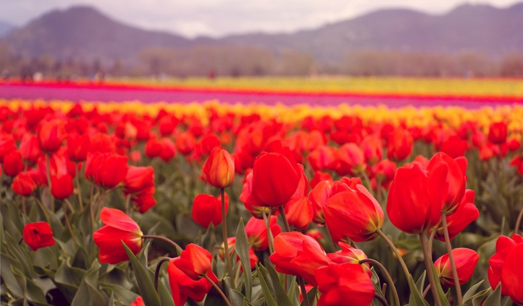Обои цветы, лепестки, красные, тюльпаны, flowers, petals, red, tulips разрешение 5069x3279 Загрузить