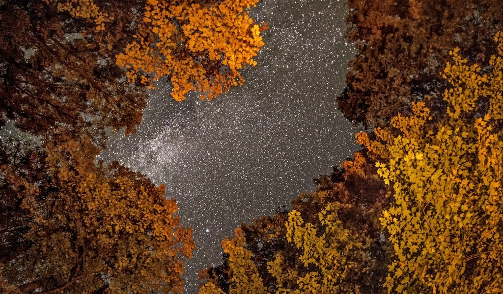 Обои небо, деревья, фото, осень, фотограф, greg stevenson, ночное, звездное, the sky, trees, photo, autumn, photographer, night, star разрешение 1920x1271 Загрузить