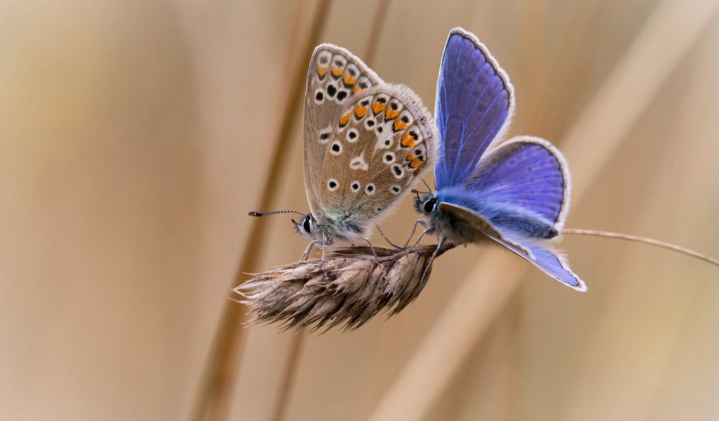 Обои фон, насекомые, бабочки, колосок, две, background, insects, butterfly, spike, two разрешение 1920x1200 Загрузить