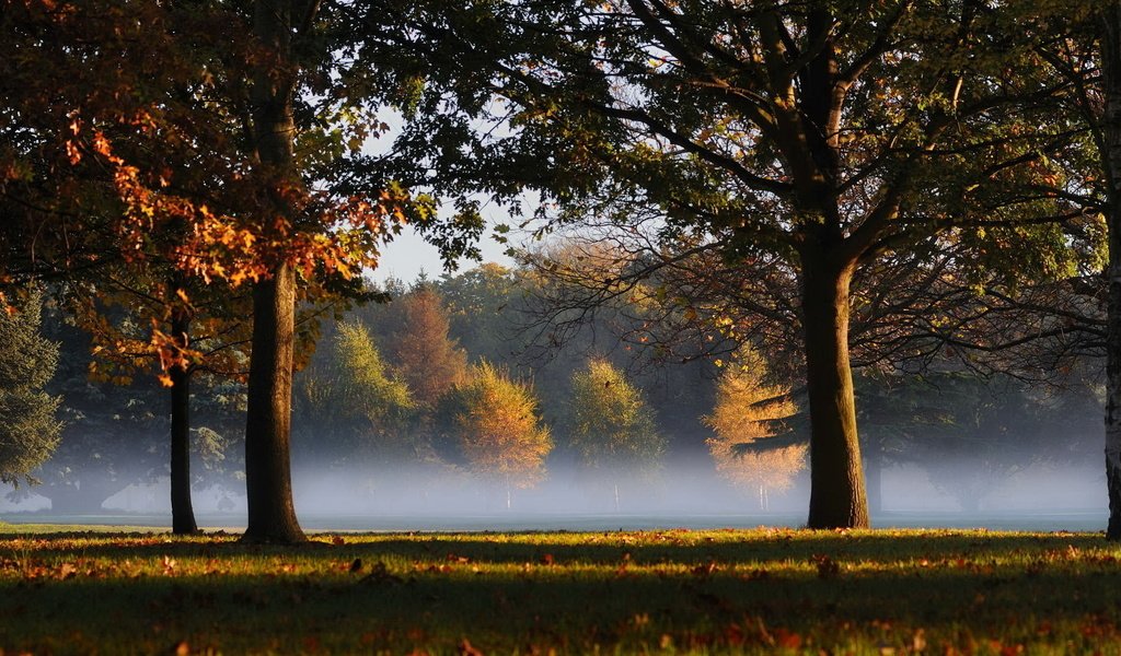 Обои трава, деревья, листья, туман, grass, trees, leaves, fog разрешение 1920x1080 Загрузить