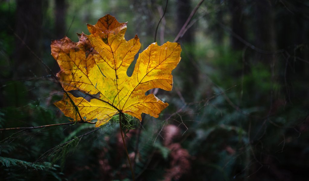 Обои природа, осень, лист, nature, autumn, sheet разрешение 2048x1152 Загрузить