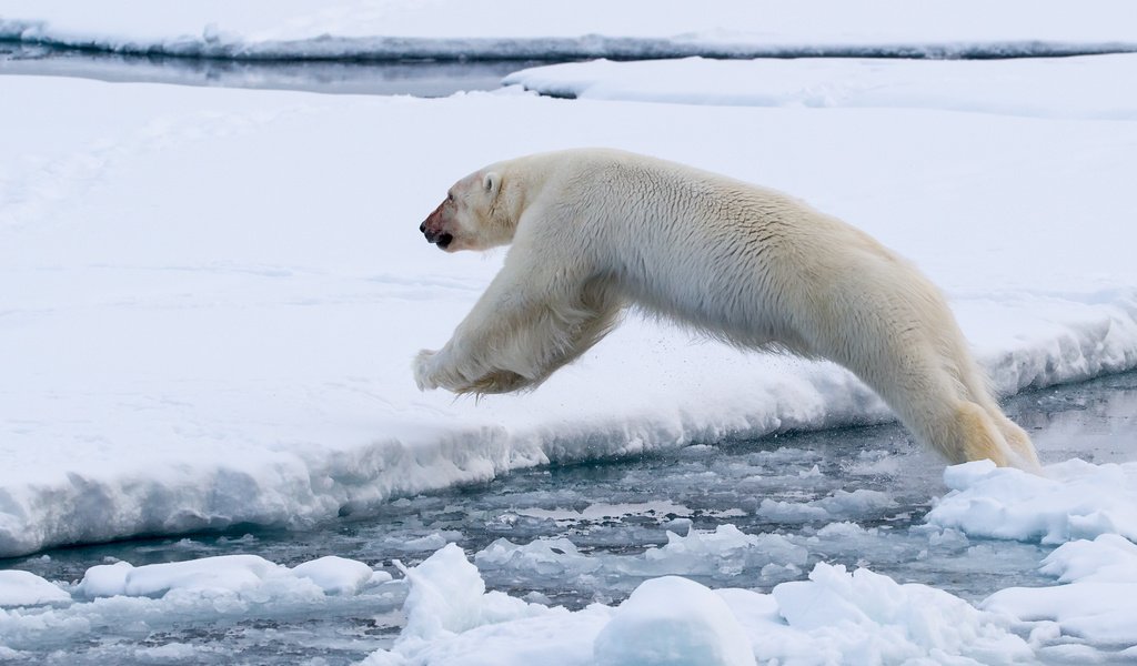 Обои полярный медведь, медведь, лёд, белый, прыжок, белый медведь, polar bear, bear, ice, white, jump разрешение 2883x1918 Загрузить