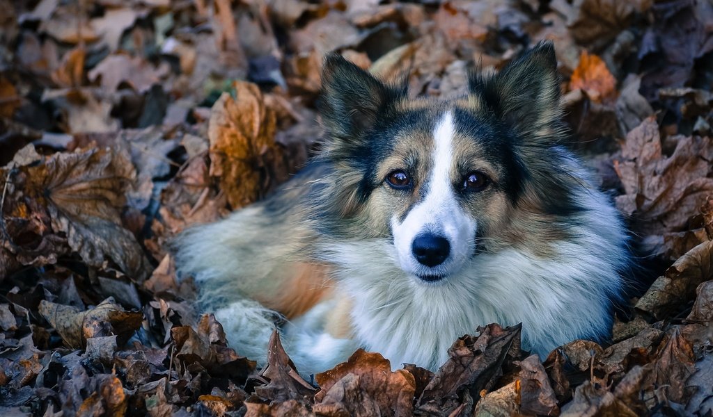 Обои листва, взгляд, собака, лежит, пес, преданность, лохматая, foliage, look, dog, lies, devotion, shaggy разрешение 2560x1600 Загрузить