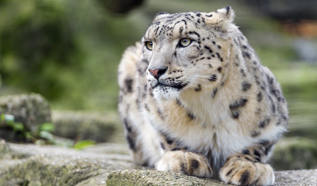 Обои кошка, снежный барс, ирбис, ©tambako the jaguar, cat, snow leopard, irbis разрешение 3804x2717 Загрузить