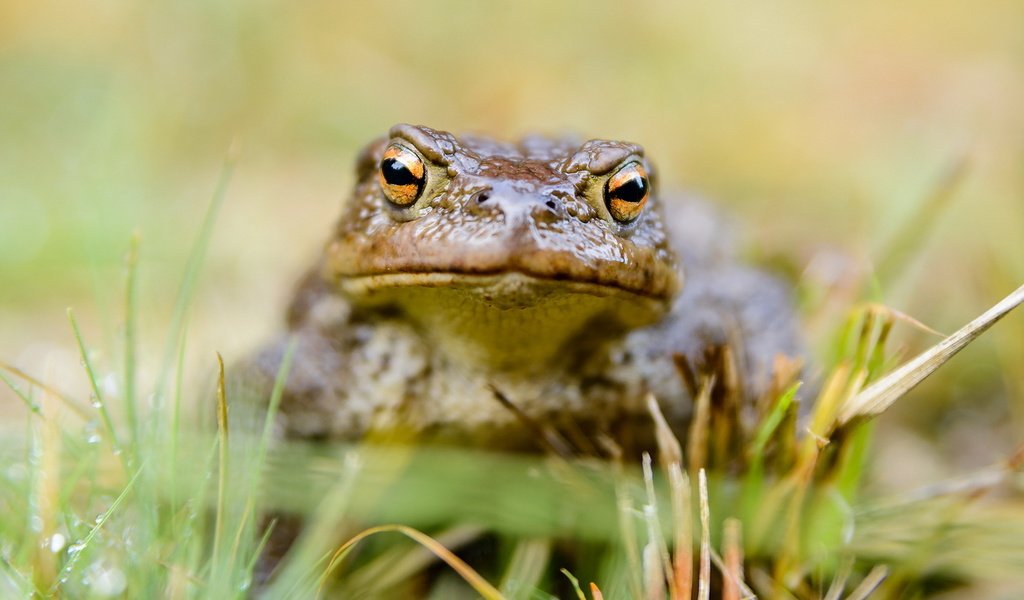 Обои трава, природа, фон, лягушка, жаба, grass, nature, background, frog, toad разрешение 1920x1200 Загрузить